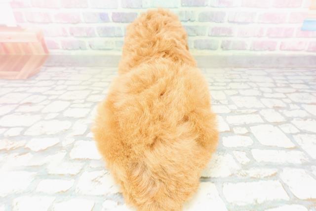 石川県のトイプードル(トイ) (Coo&RIKU金沢店/2026年3月29日生まれ/男の子/レッド)の子犬の4枚目の画像