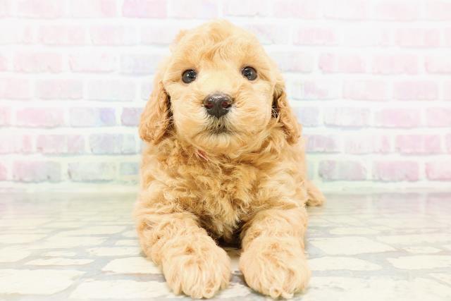 富山県のトイプードル(トイ) (Coo&RIKU富山店/2026年3月29日生まれ/女の子/レッド)の子犬の1枚目の画像