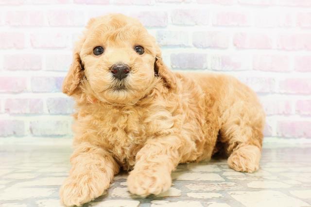 富山県のトイプードル(トイ) (Coo&RIKU富山店/2026年3月29日生まれ/女の子/レッド)の子犬の2枚目の画像