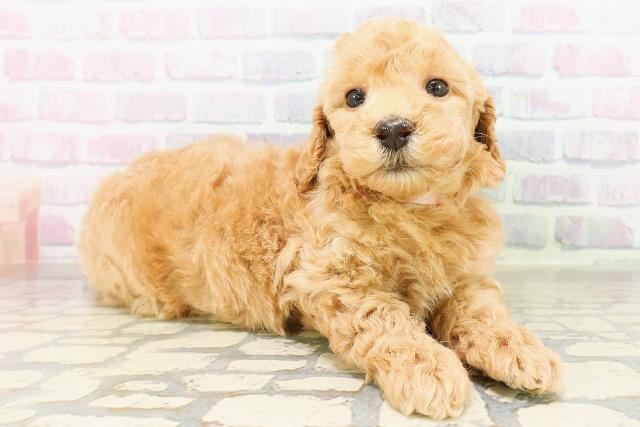 富山県のトイプードル(トイ) (Coo&RIKU富山店/2026年3月29日生まれ/女の子/レッド)の子犬の3枚目の画像