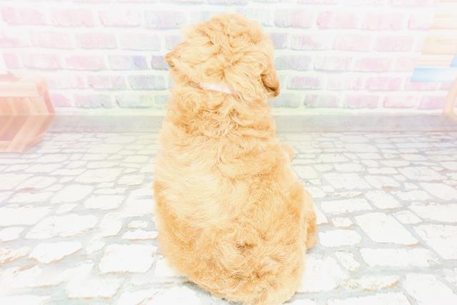 富山県のトイプードル(トイ) (Coo&RIKU富山店/2026年3月29日生まれ/女の子/レッド)の子犬の4枚目の画像