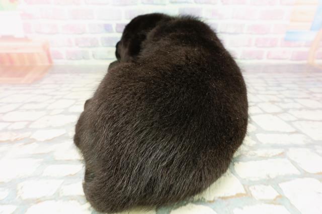 新潟県のラブラドールレトリーバー (Coo&RIKU新潟東店/2026年3月28日生まれ/男の子/ブラック)の子犬の4枚目の画像