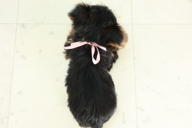 徳島県のヨークシャーテリア (Coo&RIKU徳島店/2026年3月26日生まれ/女の子/スチールブルータン)の子犬の4枚目の画像