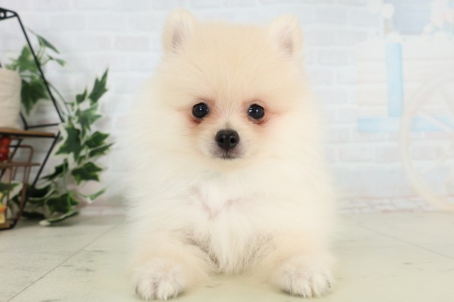 島根県のポメラニアン (Coo&RIKU出雲店/2026年3月25日生まれ/男の子/クリーム)の子犬の1枚目の画像