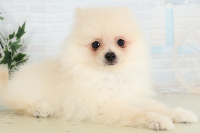 島根県のポメラニアン (Coo&RIKU出雲店/2026年3月25日生まれ/男の子/クリーム)の子犬の2枚目の画像