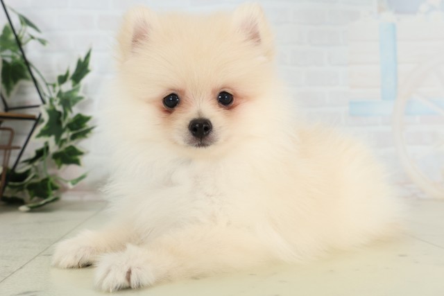 島根県のポメラニアン (Coo&RIKU出雲店/2026年3月25日生まれ/男の子/クリーム)の子犬の3枚目の画像