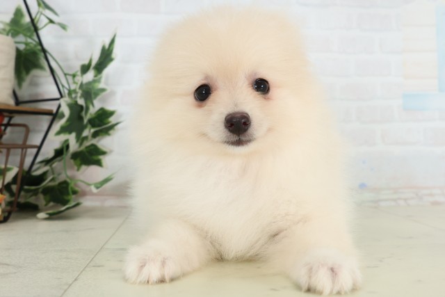 広島県のポメラニアン (Coo&RIKUゆめタウン大竹店/2026年3月25日生まれ/女の子/クリーム)の子犬の1枚目の画像