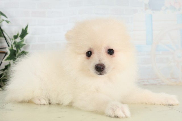 広島県のポメラニアン (Coo&RIKUゆめタウン大竹店/2026年3月25日生まれ/女の子/クリーム)の子犬の2枚目の画像