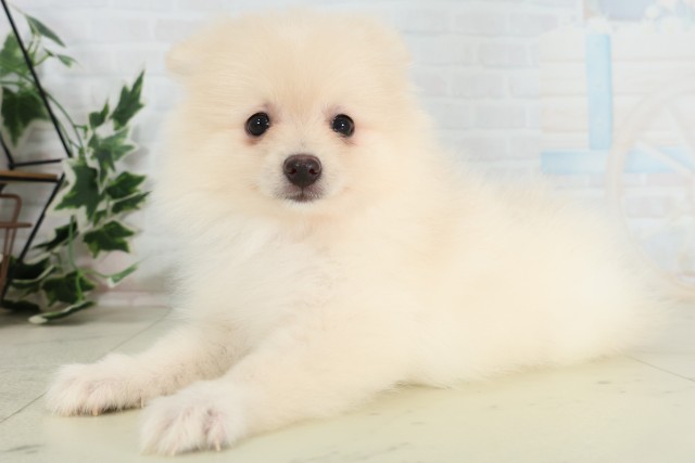 広島県のポメラニアン (Coo&RIKUゆめタウン大竹店/2026年3月25日生まれ/女の子/クリーム)の子犬の3枚目の画像