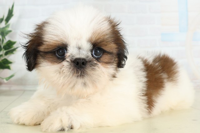 北海道のシーズー (Coo&RIKU岩見沢店/2026年3月26日生まれ/男の子/ゴールドホワイト)の子犬の3枚目の画像