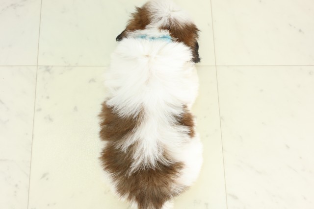 北海道のシーズー (Coo&RIKU岩見沢店/2026年3月26日生まれ/男の子/ゴールドホワイト)の子犬の4枚目の画像
