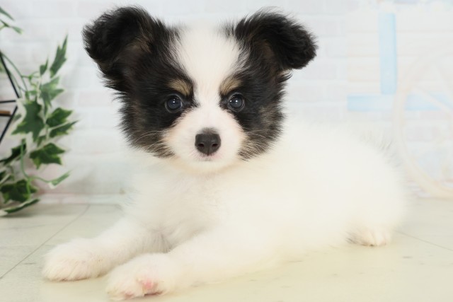 島根県のパピヨン (Coo&RIKU出雲店/2026年3月28日生まれ/男の子/トライカラー)の子犬の3枚目の画像