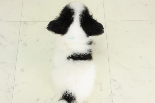 島根県のパピヨン (Coo&RIKU出雲店/2026年3月28日生まれ/男の子/トライカラー)の子犬の4枚目の画像