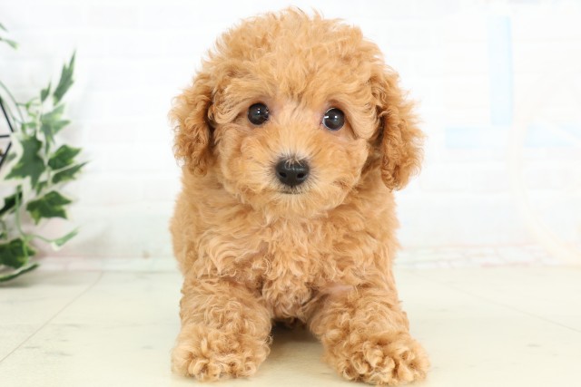 島根県のトイプードル(トイ) (Coo&RIKU出雲店/2026年3月29日生まれ/女の子/オレンジフォーン)の子犬の1枚目の画像