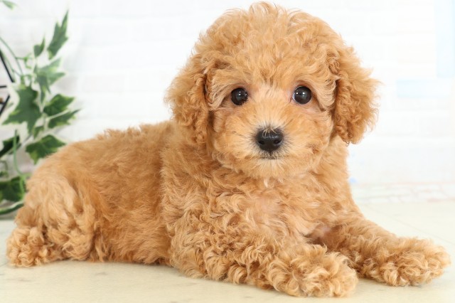 島根県のトイプードル(トイ) (Coo&RIKU出雲店/2026年3月29日生まれ/女の子/オレンジフォーン)の子犬の2枚目の画像