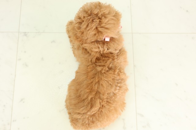 島根県のトイプードル(トイ) (Coo&RIKU出雲店/2026年3月29日生まれ/女の子/オレンジフォーン)の子犬の4枚目の画像