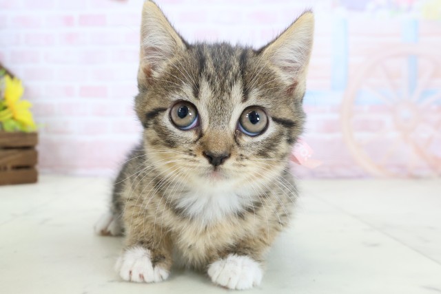 福岡県のハーフ猫・ミックス猫 (Coo&RIKU福岡東店/2026年3月26日生まれ/女の子/ブラウンタビーホワイト)の子猫の1枚目の画像