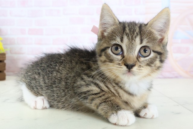 福岡県のハーフ猫・ミックス猫 (Coo&RIKU福岡東店/2026年3月26日生まれ/女の子/ブラウンタビーホワイト)の子猫の2枚目の画像