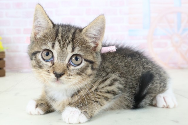 福岡県のハーフ猫・ミックス猫 (Coo&RIKU福岡東店/2026年3月26日生まれ/女の子/ブラウンタビーホワイト)の子猫の3枚目の画像