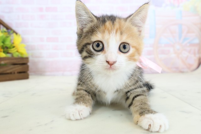 長崎県のハーフ猫・ミックス猫 (Coo&RIKU長崎佐世保店/2026年3月26日生まれ/女の子/ブラウンパッチドタビーホワイト)の子猫の1枚目の画像
