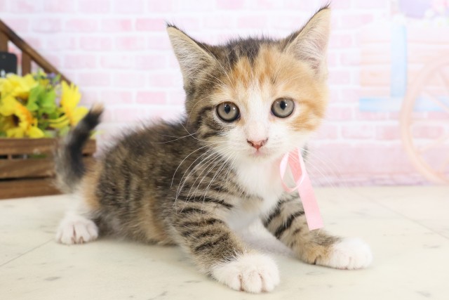 長崎県のハーフ猫・ミックス猫 (Coo&RIKU長崎佐世保店/2026年3月26日生まれ/女の子/ブラウンパッチドタビーホワイト)の子猫の2枚目の画像