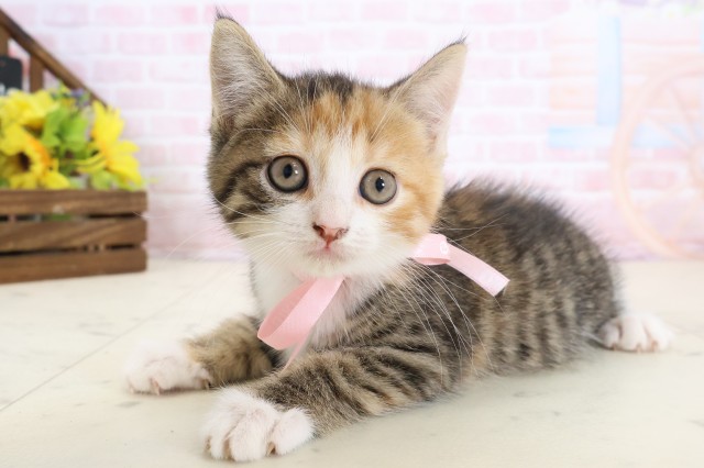 長崎県のハーフ猫・ミックス猫 (Coo&RIKU長崎佐世保店/2026年3月26日生まれ/女の子/ブラウンパッチドタビーホワイト)の子猫の3枚目の画像