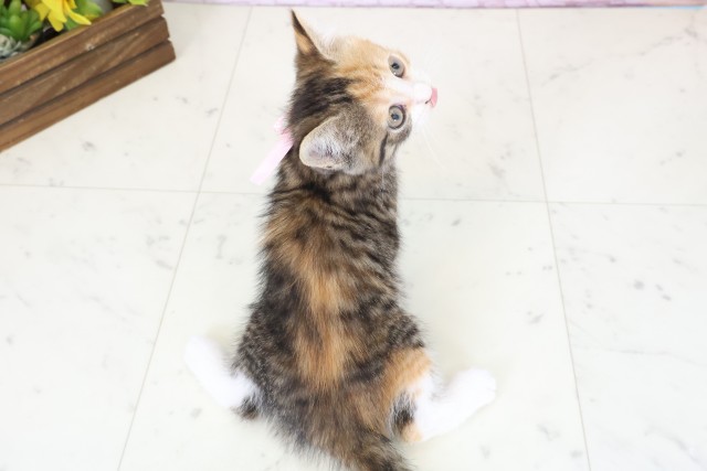 長崎県のハーフ猫・ミックス猫 (Coo&RIKU長崎佐世保店/2026年3月26日生まれ/女の子/ブラウンパッチドタビーホワイト)の子猫の4枚目の画像