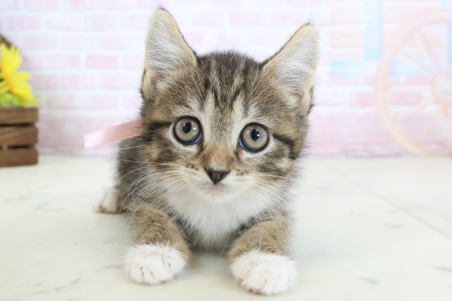 愛媛県のハーフ猫・ミックス猫 (Coo&RIKUイオンタウン川之江店/2026年3月26日生まれ/女の子/ブラウンタビーホワイト)の子猫の1枚目の画像
