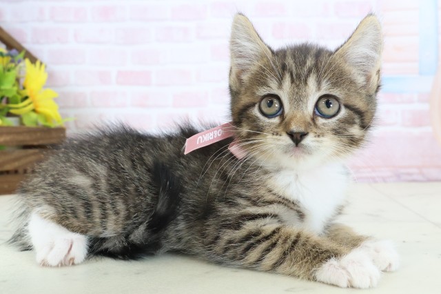 愛媛県のハーフ猫・ミックス猫 (Coo&RIKUイオンタウン川之江店/2026年3月26日生まれ/女の子/ブラウンタビーホワイト)の子猫の2枚目の画像