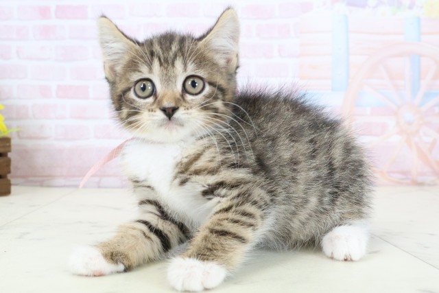 愛媛県のハーフ猫・ミックス猫 (Coo&RIKUイオンタウン川之江店/2026年3月26日生まれ/女の子/ブラウンタビーホワイト)の子猫の3枚目の画像