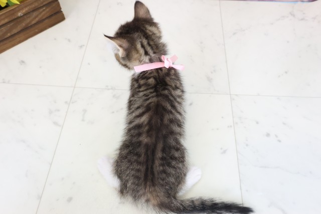 愛媛県のハーフ猫・ミックス猫 (Coo&RIKUイオンタウン川之江店/2026年3月26日生まれ/女の子/ブラウンタビーホワイト)の子猫の4枚目の画像
