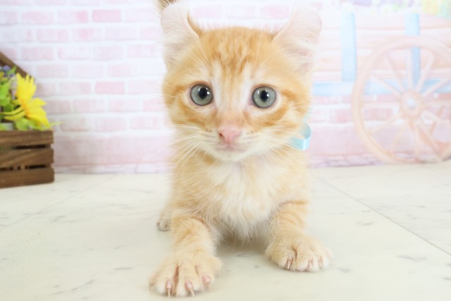 福岡県のアメリカンカール (Coo&RIKU福岡東店/2026年3月17日生まれ/男の子/レッドタビー)の子猫の1枚目の画像