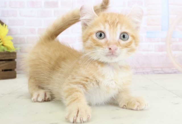 福岡県のアメリカンカール (Coo&RIKU福岡東店/2026年3月17日生まれ/男の子/レッドタビー)の子猫の2枚目の画像