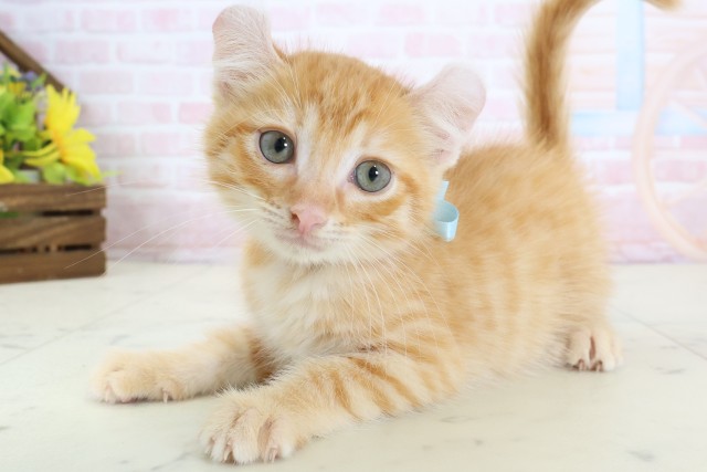 福岡県のアメリカンカール (Coo&RIKU福岡東店/2026年3月17日生まれ/男の子/レッドタビー)の子猫の3枚目の画像