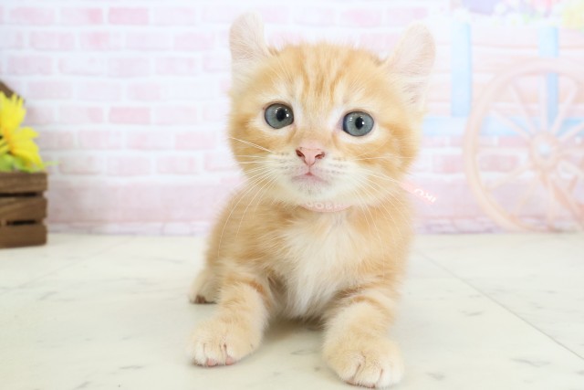 福岡県のアメリカンカール (Coo&RIKU福岡西店/2026年3月17日生まれ/女の子/レッドタビー)の子猫の1枚目の画像