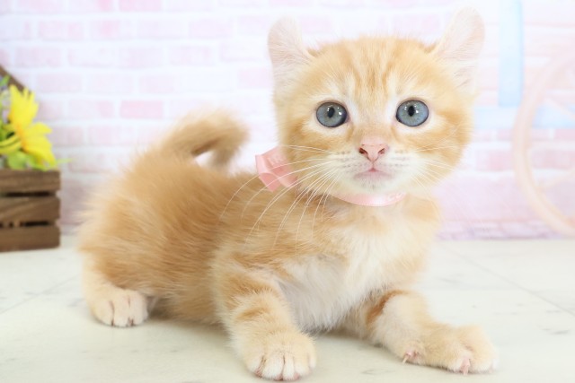 福岡県のアメリカンカール (Coo&RIKU福岡西店/2026年3月17日生まれ/女の子/レッドタビー)の子猫の2枚目の画像