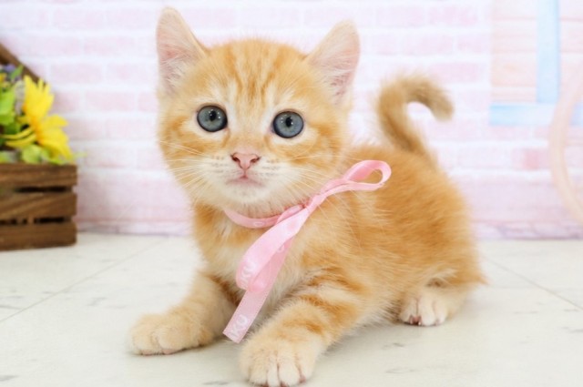 福岡県のアメリカンカール (Coo&RIKU福岡西店/2026年3月17日生まれ/女の子/レッドタビー)の子猫の3枚目の画像