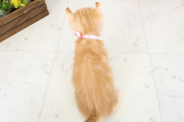福岡県のアメリカンカール (Coo&RIKU福岡西店/2026年3月17日生まれ/女の子/レッドタビー)の子猫の4枚目の画像