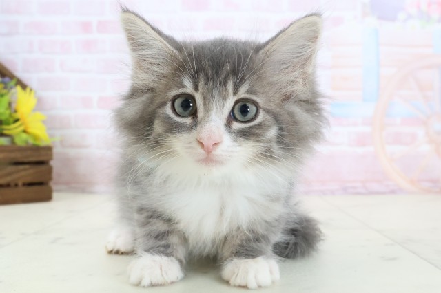 ノルウェージャン・フォレストキャット