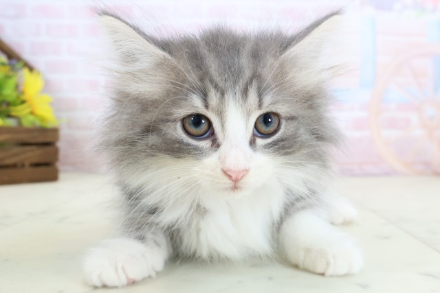 ノルウェージャン・フォレストキャット