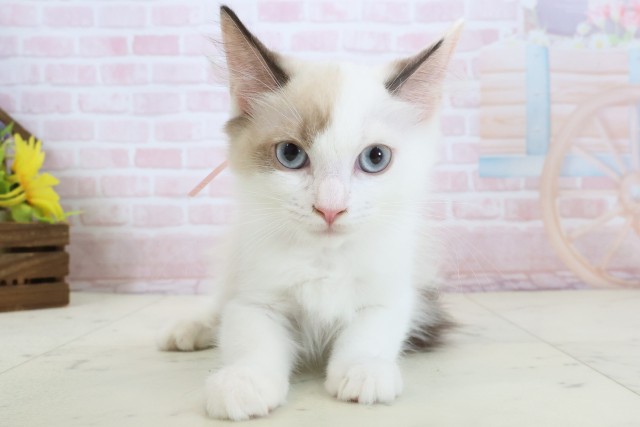 熊本県のラグドール (Coo&RIKU熊本店/2026年2月13日生まれ/女の子/シールポイントバイカラー)の子猫の1枚目の画像