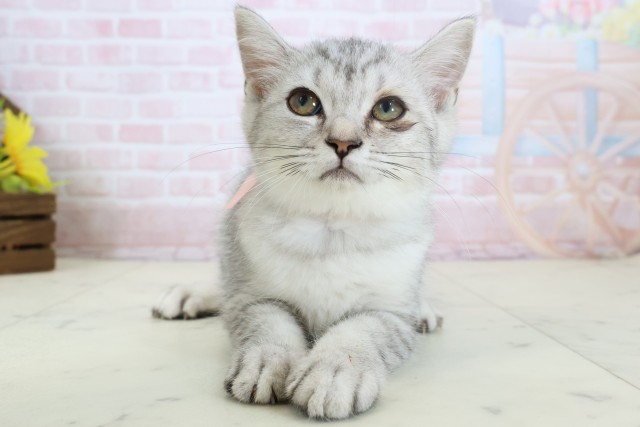 福岡県のマンチカン (Coo&RIKU行橋店/2026年2月17日生まれ/女の子/シルバータビー)の子猫の1枚目の画像