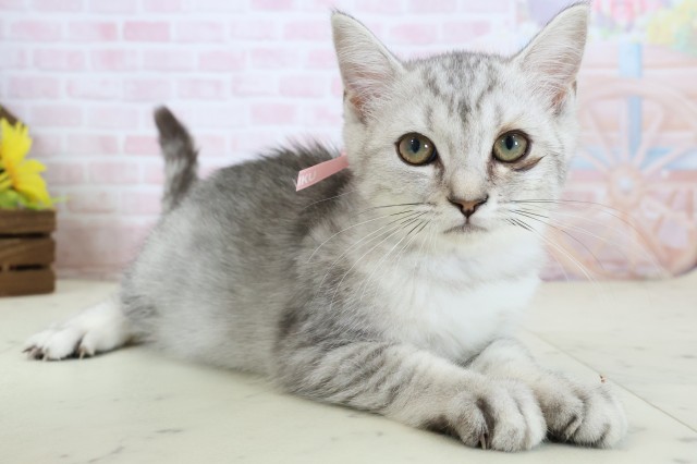 福岡県のマンチカン (Coo&RIKU行橋店/2026年2月17日生まれ/女の子/シルバータビー)の子猫の2枚目の画像