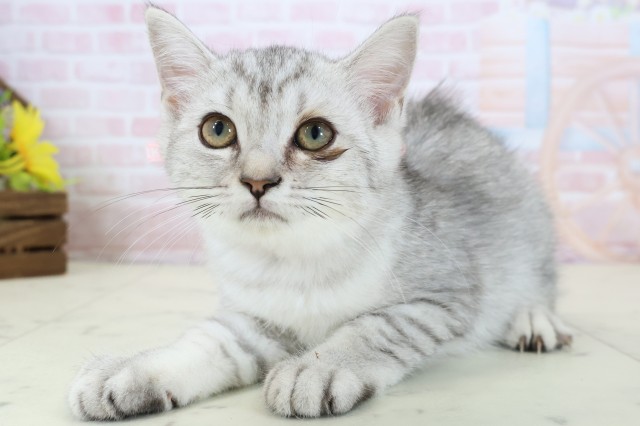 福岡県のマンチカン (Coo&RIKU行橋店/2026年2月17日生まれ/女の子/シルバータビー)の子猫の3枚目の画像