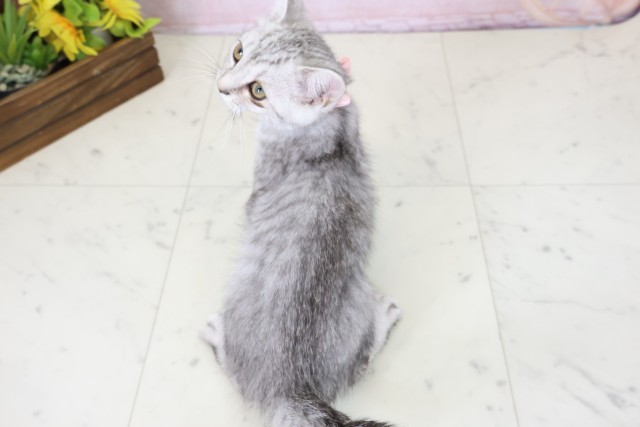 福岡県のマンチカン (Coo&RIKU行橋店/2026年2月17日生まれ/女の子/シルバータビー)の子猫の4枚目の画像