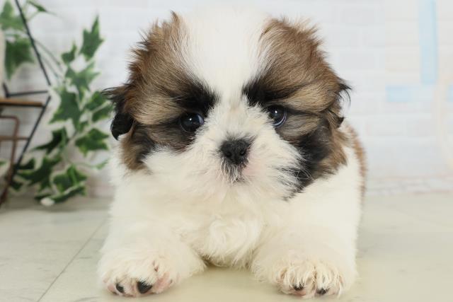 愛媛県のシーズー (Coo&RIKU大洲店/2026年3月28日生まれ/男の子/ゴールドホワイト)の子犬の1枚目の画像