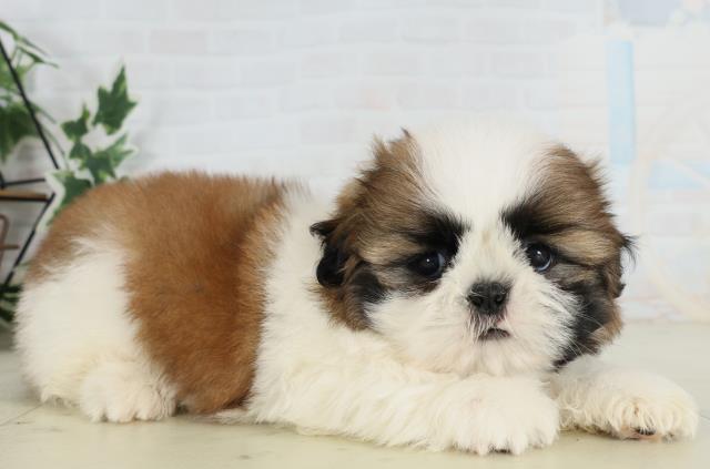 愛媛県のシーズー (Coo&RIKU大洲店/2026年3月28日生まれ/男の子/ゴールドホワイト)の子犬の2枚目の画像