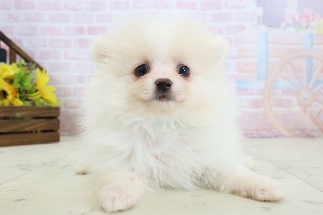 長崎県のポメラニアン (Coo&RIKU大村店/2026年3月12日生まれ/男の子/ホワイトクリーム)の子犬の1枚目の画像