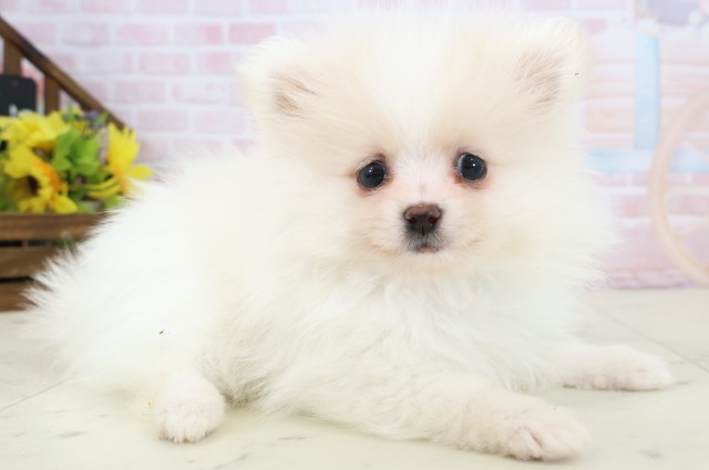 長崎県のポメラニアン (Coo&RIKU大村店/2026年3月12日生まれ/男の子/ホワイトクリーム)の子犬の2枚目の画像