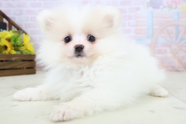 長崎県のポメラニアン (Coo&RIKU大村店/2026年3月12日生まれ/男の子/ホワイトクリーム)の子犬の3枚目の画像